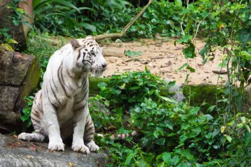 Assam State Zoo
